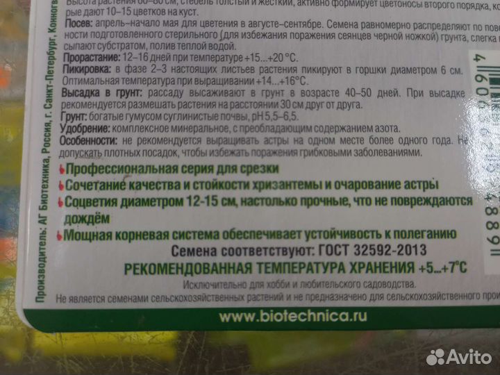 Астра китайская- хризантелла, рассада