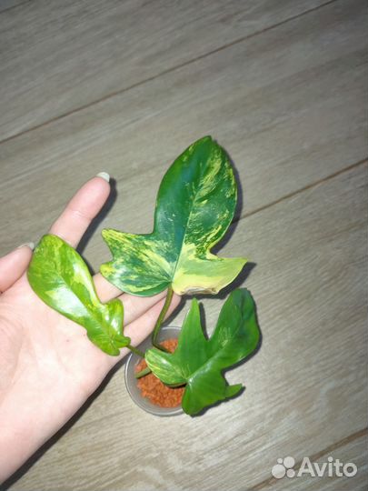 Филодендрон биркин,маска,Имбе вайт,империал ред