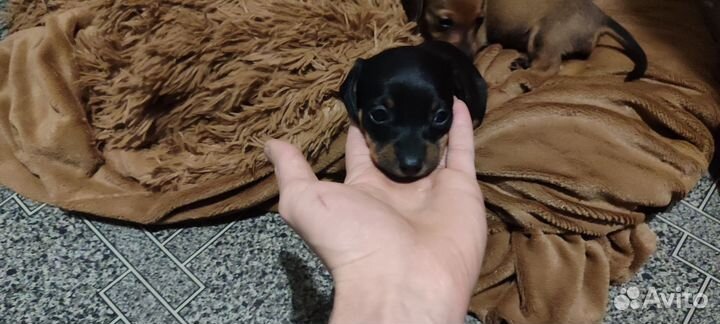 Щенки таксы