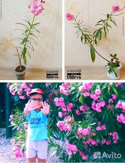 Комнатные растения