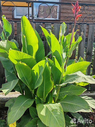 Клубни канны