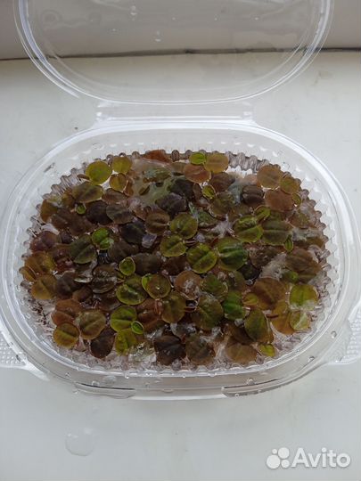 Аквариумные растения