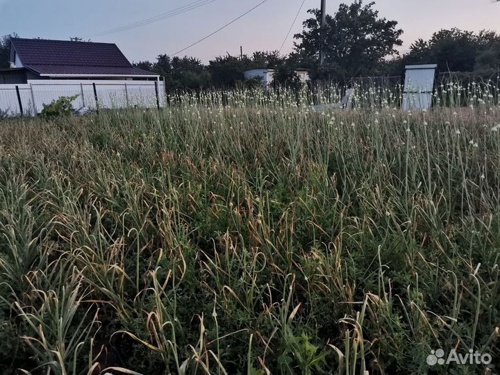 Семена элитного российского чеснока