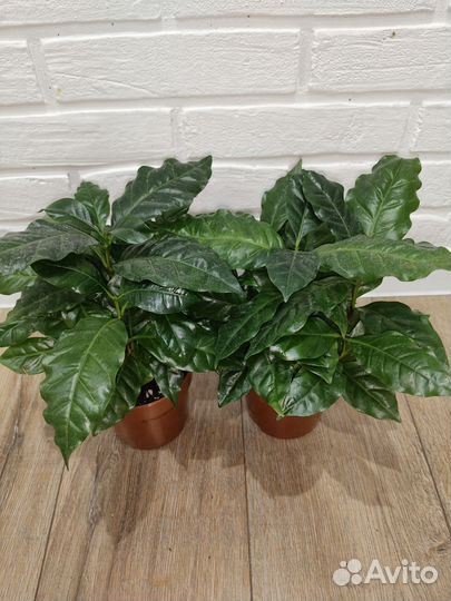 Кофе комнатное растение