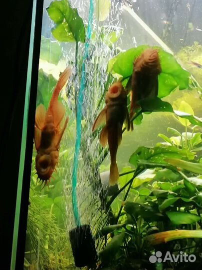 Большие сомы анциструс супер ред