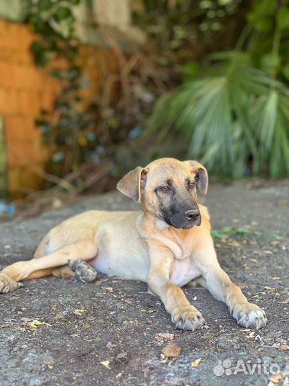 Собака в добрые руки