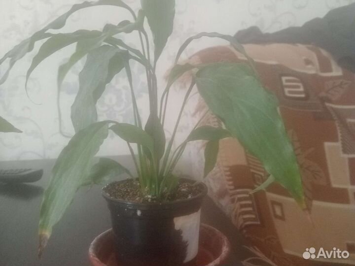 Спатифиллум