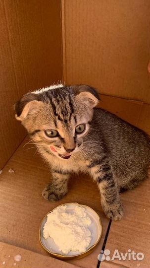 Вислоухий котенок в хорошие руки