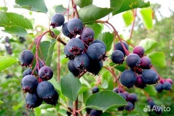 Саженцы малины Красный гигант ежевика черноплодка