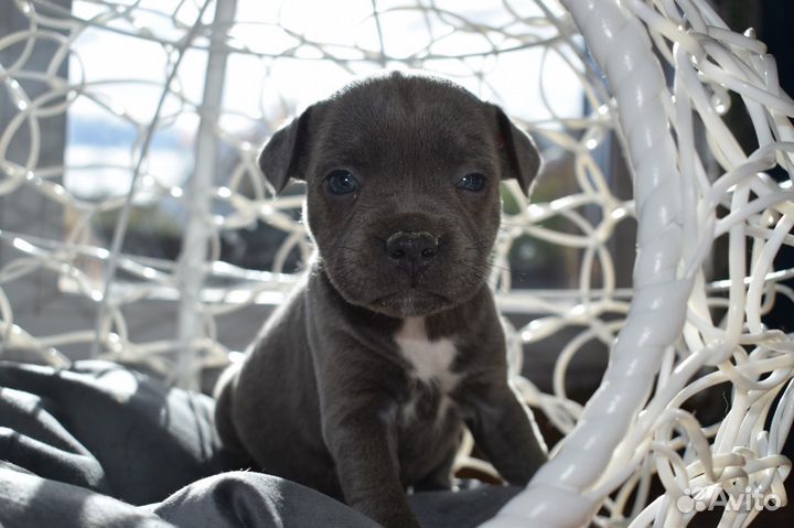 Стаффордширский бультерьер щенки