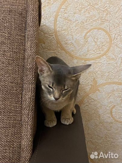 Абиссинская кошка с документами