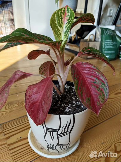 Аглаонема Пинкат