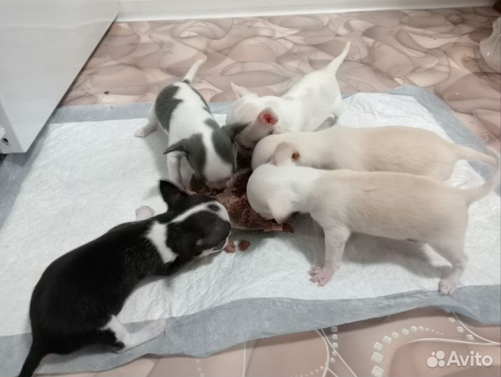 Щенки чихуахуа мини