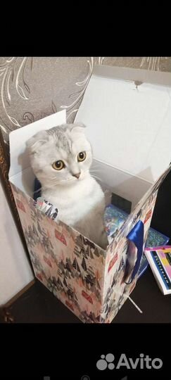 Передержка кошек