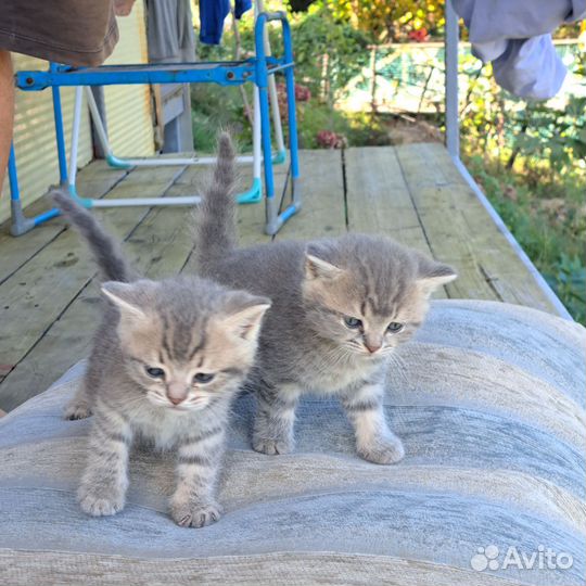 Два котика страйт
