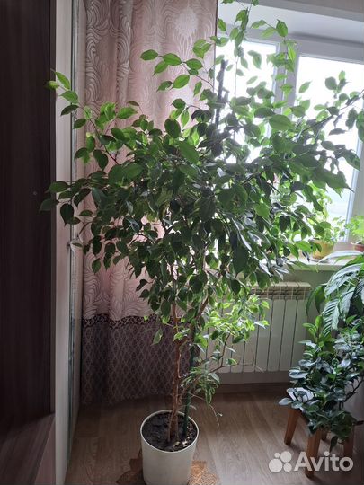 Фикус бенджамина