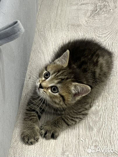 Котята персидские