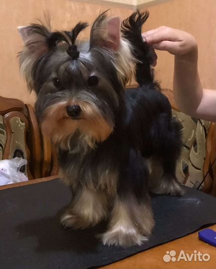 Щенки Йорка