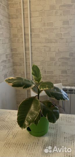 Фикус эластика белиз