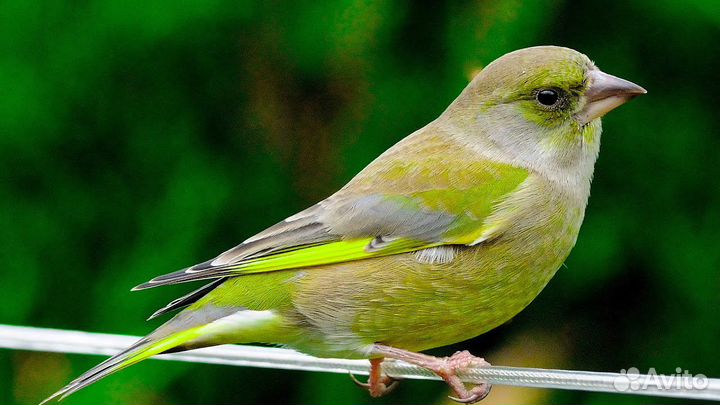 Пр московский