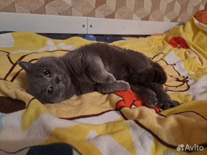 Шотландский кот на вязку