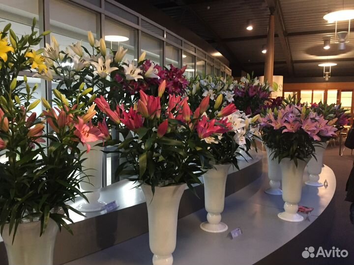 Луковицы Лилии