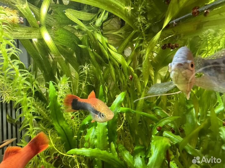 Меченосец самка