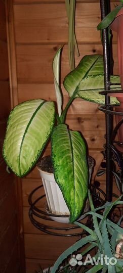 Диффенбахия