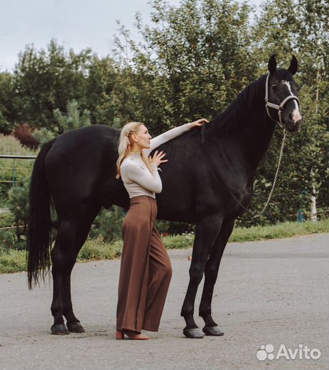 Предлагается к случке