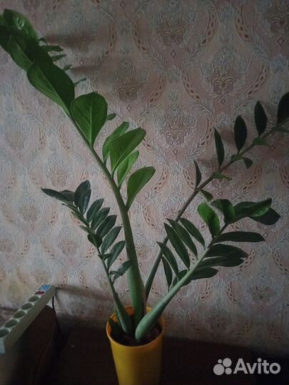 Комнатные цветы