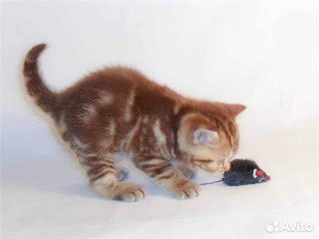 Продам Шотландских котят