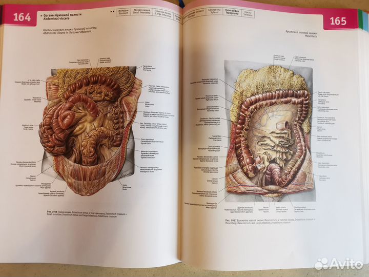 Sobotta атлас анатомии человека Том2