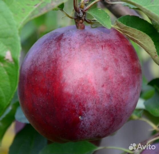 Яблоня Имант