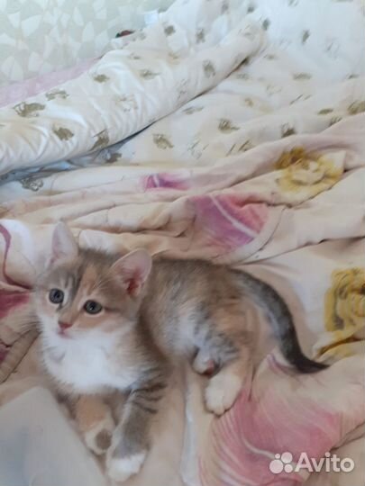 Котенок в добрые руки