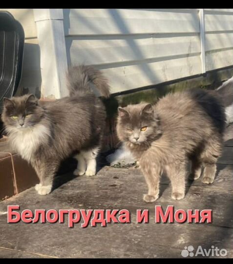 Котята-подростки в дар