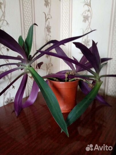 Цветок Рео Экзотический