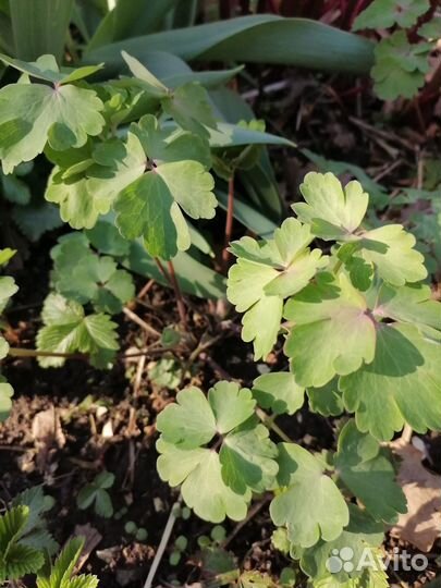 Аквилегия (водосбор)