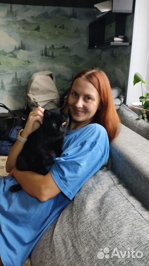 Передержка кошек, котят. Гостиница для животных