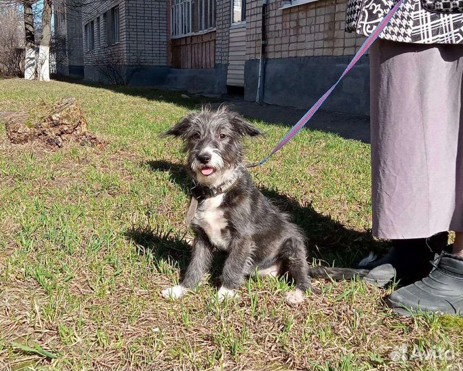 Очень ласковый щенок