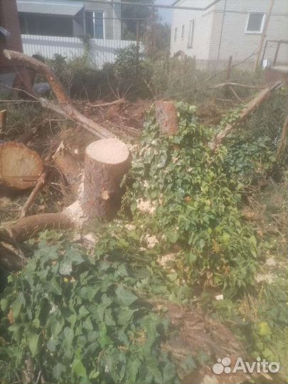 Спил деревьев