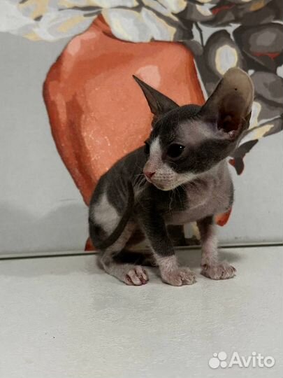 Два донских сфинкса