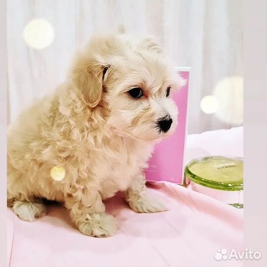 Мальтипу микро мальчик