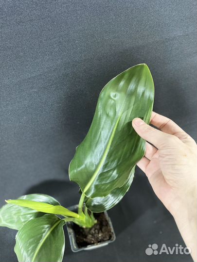 Стрелиция Регина 9/35