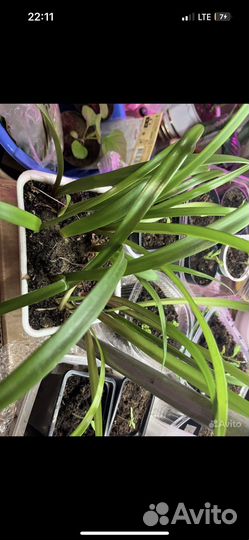 Гиппиаструм