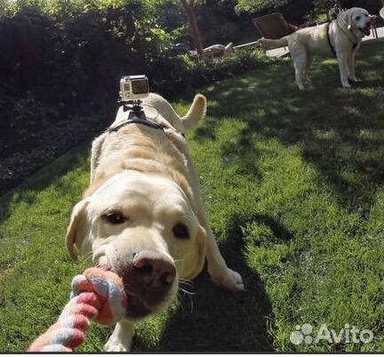 Крепление для экшн камер на собаку
