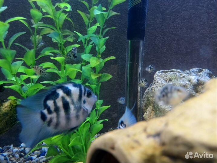 Попугаи сапфировые