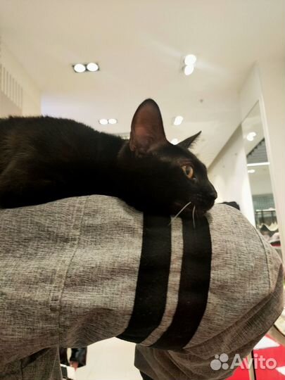 Бенгальские котята