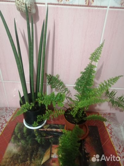Комнатные растения