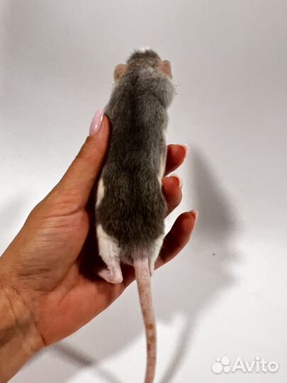 Крыса дамбо мальчик