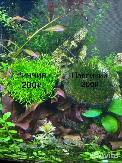 Растения. Креветки синие, теодоксусы, кладофора